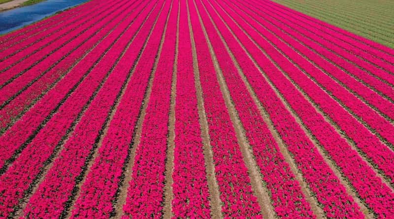 A drone-captured aerial view showcasing expansive pink tulip fields on a sunny day in a floral landscape.