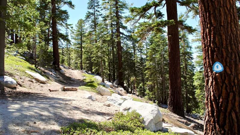 Tahoe Rim Trail marker affixed to a tree, displaying the trail's blue and white logo. The marker is situated along a stone-earth path surrounded by pine and other trees typical of the region. The marker itself, being blue and white, contrasts with the natural colors of the trail and surroundings.