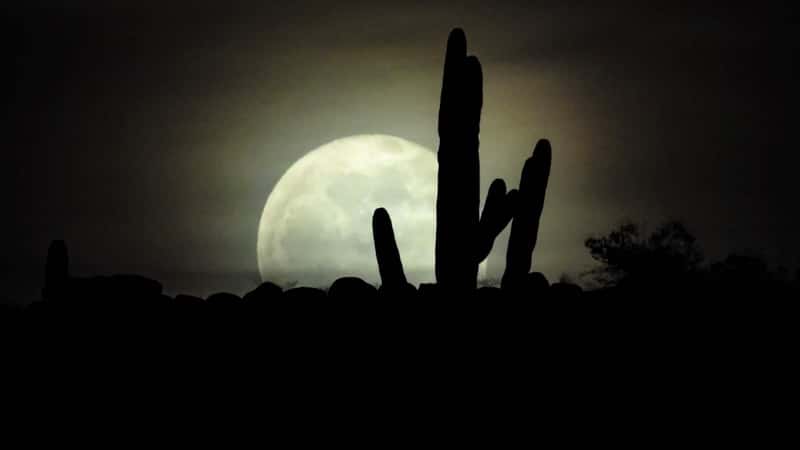 Tucson, Arizona, featuring a dark moon and a cactus at the center. The overall image is predominantly dark, with the moon providing the primary source of illumination. The cactus is silhouetted against the night sky, highlighting its distinctive shape. 