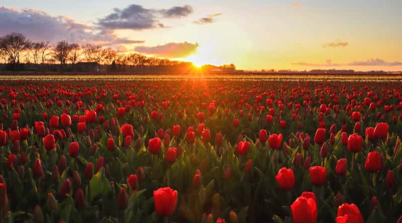 A photograph capturing a landscape of tulip fields at sunset. The image features red tulips in the foreground against a backdrop of a partially cloudy sky as the sun sets below the horizon.