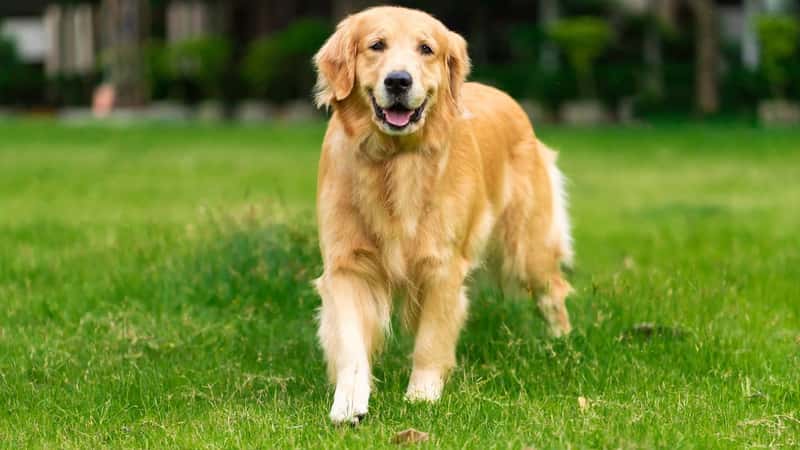 Smiling Face Cute Lovely Adorable Golden Retriever Dog Walking in Fresh Green Grass Lawn in the Park