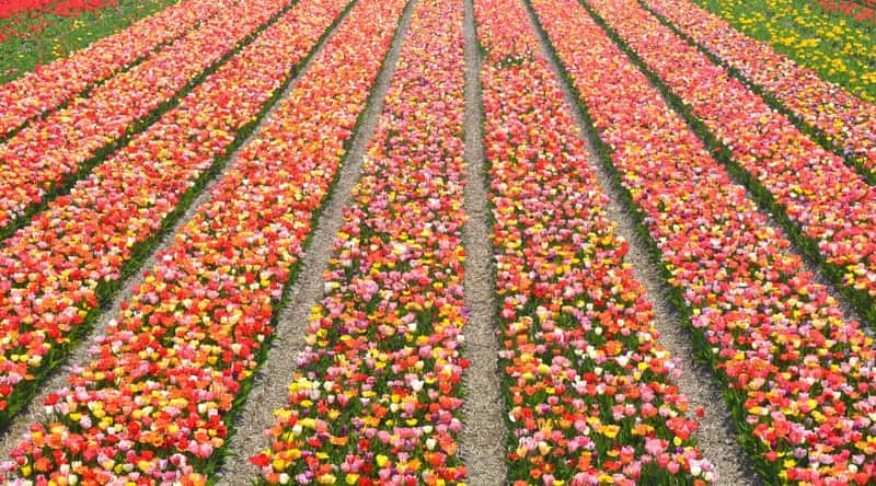 An aerial view depicting rows of tulips in various colors, including orange, white, red, and pink, in the Netherlands. The image captures the organized layout of the tulip fields.