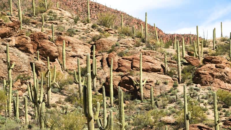 Saguaro Cacti in Tucson Mountain Park, depicting a typical arid desert landscape. Numerous cacti are scattered across the terrain, with some prominently rising on a hill. 