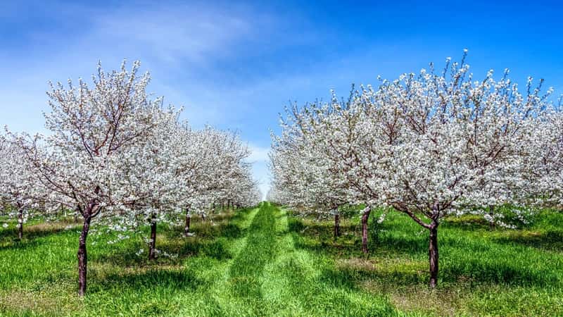 Traverse City Michigan Cherry Blossoms