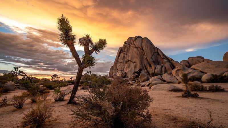 Joshua Tree National Park in California.