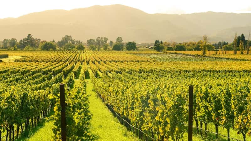 Napa Valley in Autumn