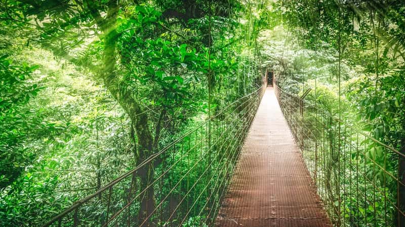 Monteverde Cloud Forest, Hanging bridge, Canopy Tour. Costa Rica