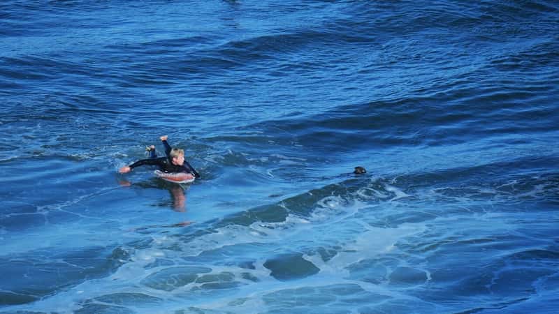 A Sea Otter keeping a keen eye on a surfer in the Pacific Ocean.