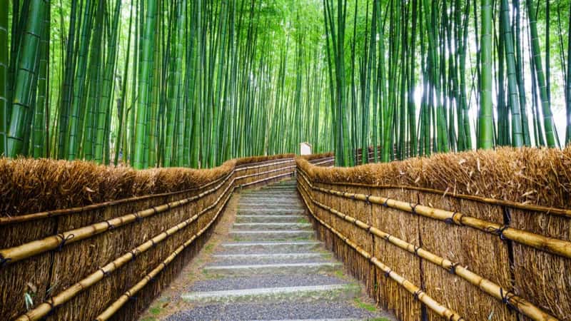 Bamboo Forest, Japan