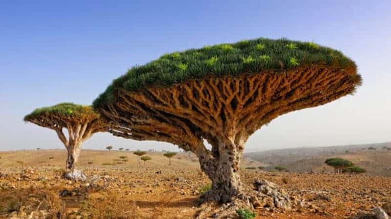 Socotra Island, Yemen