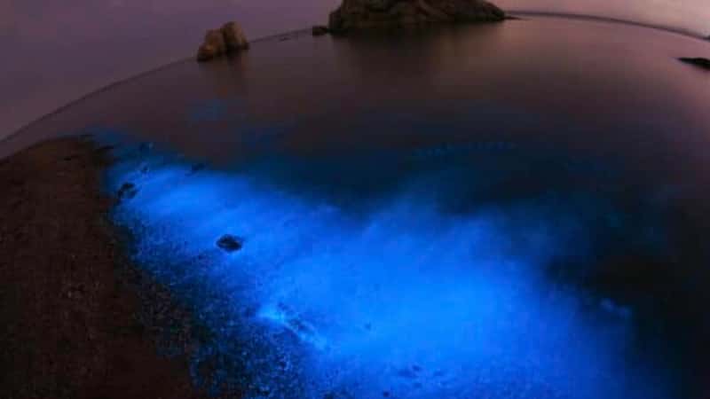brightest bioluminescent bay