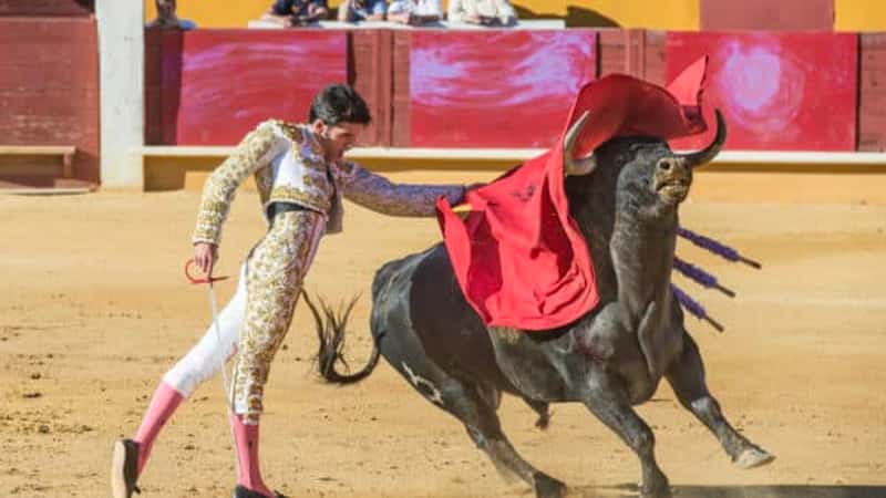 Bull Fights