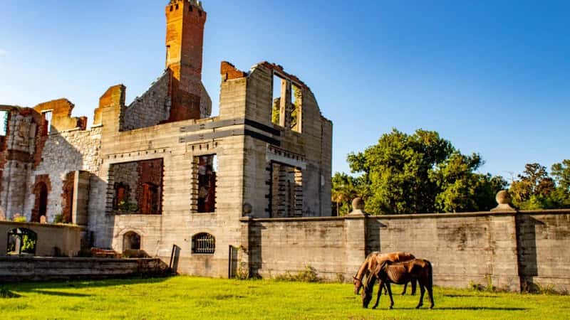 Wildlife on Cumberland Island National Seashore