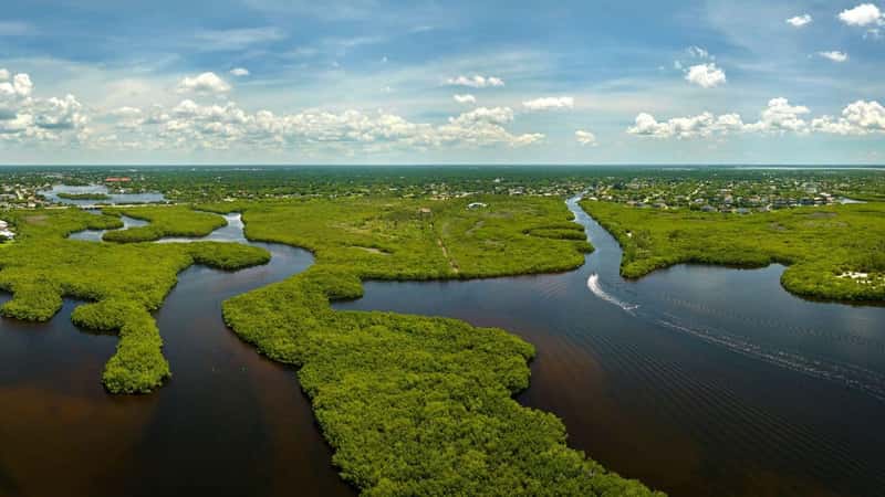 View from above of Florida everglades with green vegetation between ocean water inlets. Natural habitat of many tropical species in wetlands