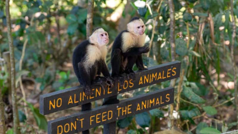 A couple of young Capuchin Monkeys sitting on the "DON'T FEED THE ANIMALS" wooden sign at the zoo