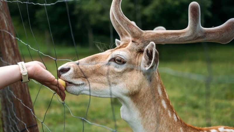 Close-up of a fallow deer being gently fed by a human hand through a fence in a grassy enclosure. Ethical wildlife interaction, animal empathy, mindful tourism, human-animal bond