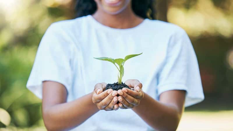 Black woman hands, plants and growth for earth day, sustainability and gardening, agriculture and farming hope. Green leaf, eco friendly and sustainable person with soil in palm for agro volunteering