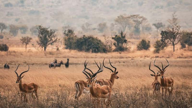 The impala gazelles standing in a grassy field at Akagera National Park, Rwanda