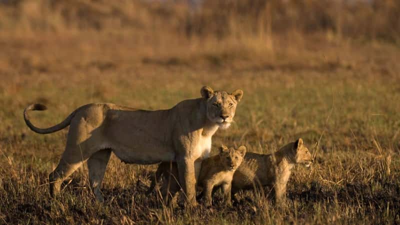 Lioness and cubs, busanga plains, kafue national park, zambia, africa