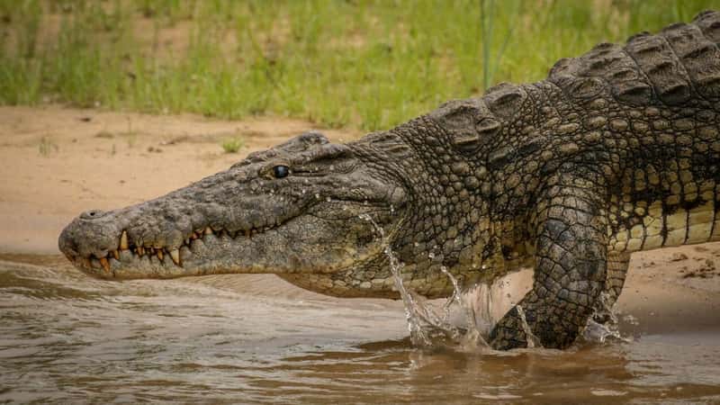Nile crocodile stepping in the Shire River Liwonde National Park Malawi while splashing water with its foot