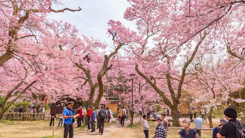 NAGANO, JAPAN - APR 15, 2024: View of Sakura cherry blossoms in full bloom, Takato Castle Park, Japan's Top 100 Cherry Blossom Spots, Nagano Prefecture.