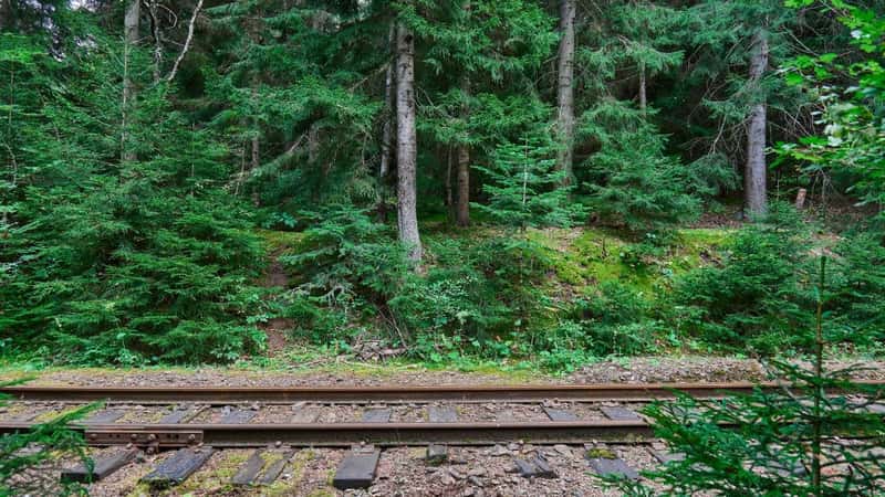 Lush forest surrounding quiet train tracks in a serene woodland area