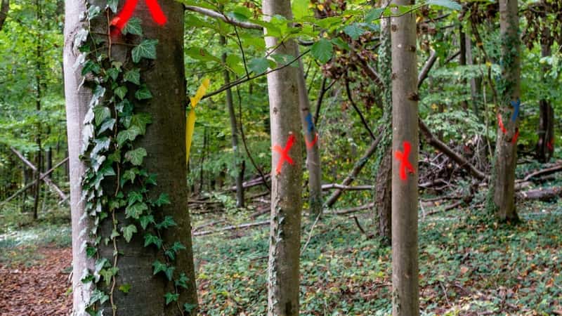 Trees marked for felling in mixed forest