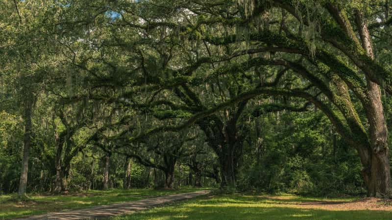 Neiuport Plantation Road, Georgia, USA - July 24, 2018: Long road lined with ancient live oak trees draped in spanish moss at historic plantation