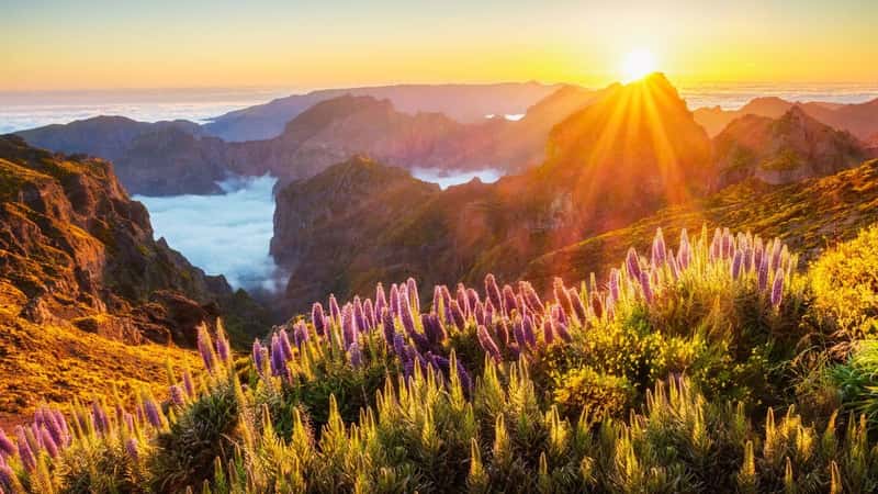 View from Pico do Arieiro of mountains over clouds with Pride of Madeira flowers and blooming Cytisus shrubs on sunset with sunburst. Madeira island, Portugal