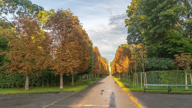 Sunny view on alley between trees in Augarten park in Vienna, Austria.