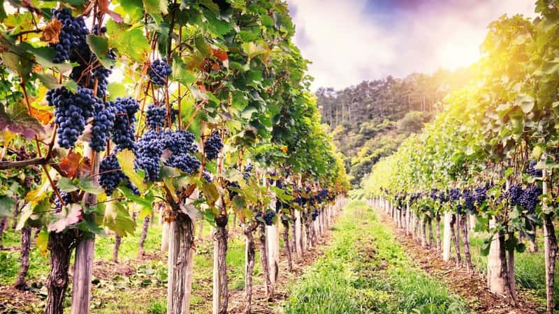 Landscape with autumn vineyards and organic grape on vine branches