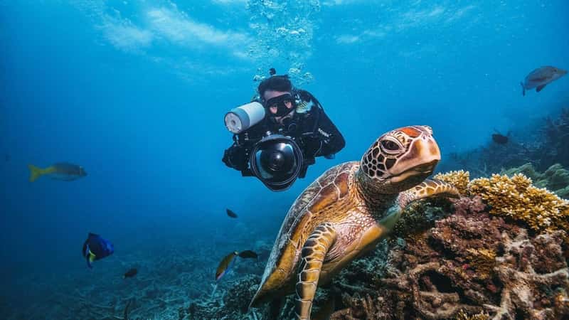 green turtle in the great barrier reef