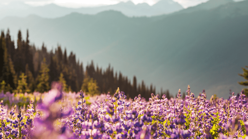 Mountain meadow in sunny day. Natural summer landscape.