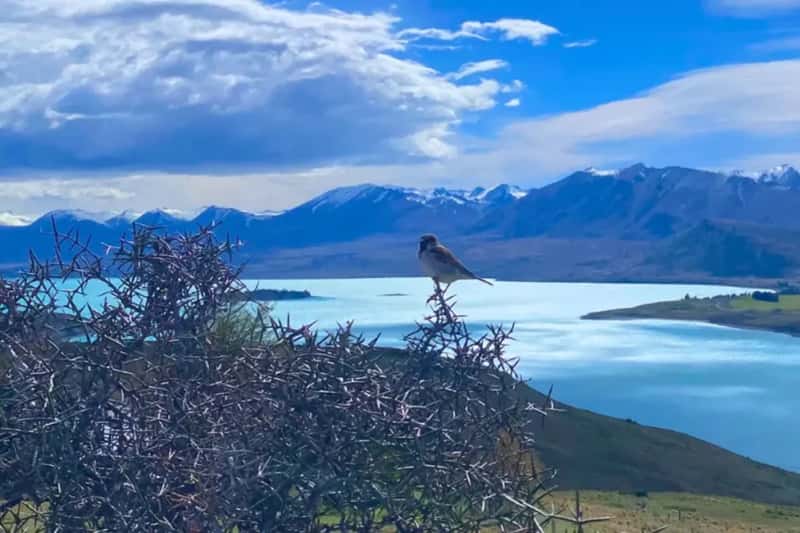 landscape from the top of mount john and little bird captured in the middle