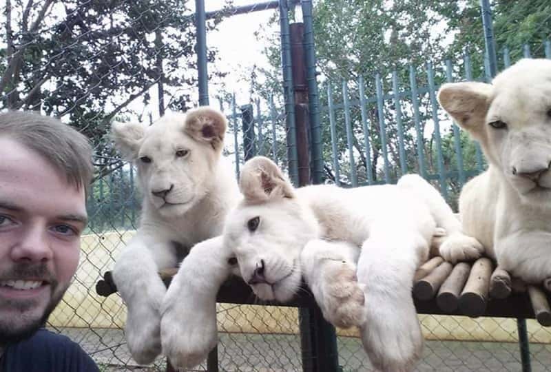 The Animals in South Africa