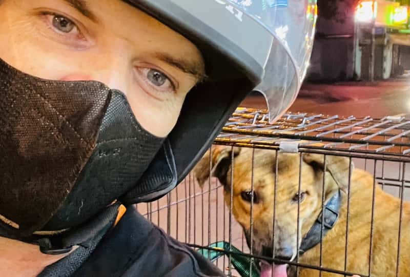 Dog in Cage