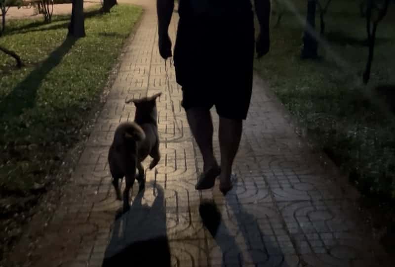 Nowhere To Walk Your Dogs