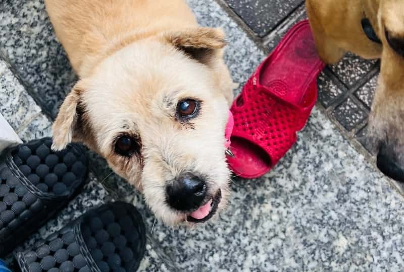 Petting The Street Dogs
