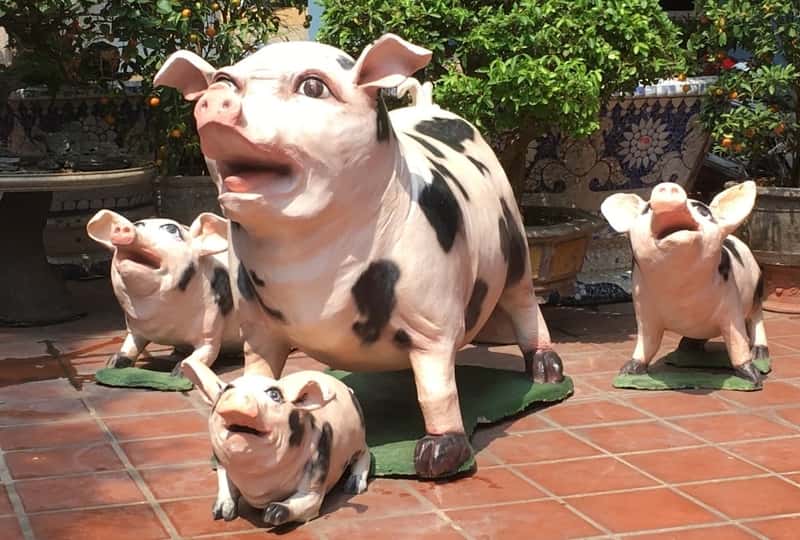 Year of Pig