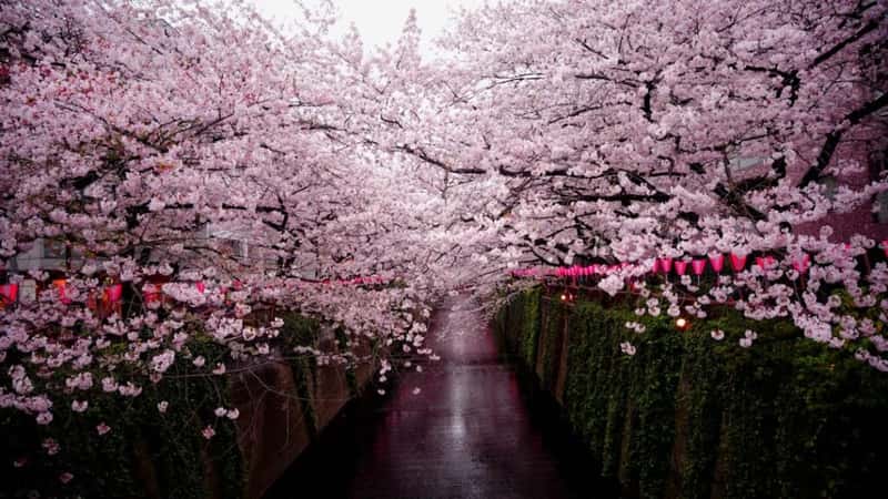 Japan Cherry Blossom Forecast 2026: Best Time & Places to See Sakura