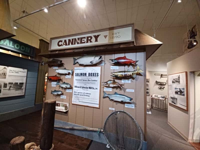 a display on salmon canneries at wrangell museum wrangell alaska usa