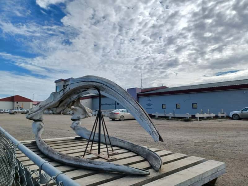 a whale carcass outside the inupiat heritage center in Utqiagvik alaska usa