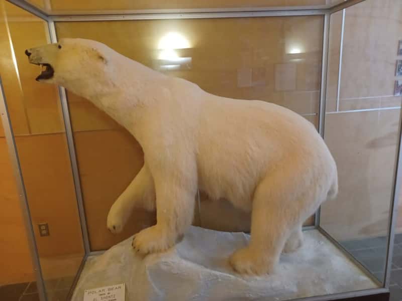 a polar bear at the inupiat heritage center in Utqiagvik alaska united states