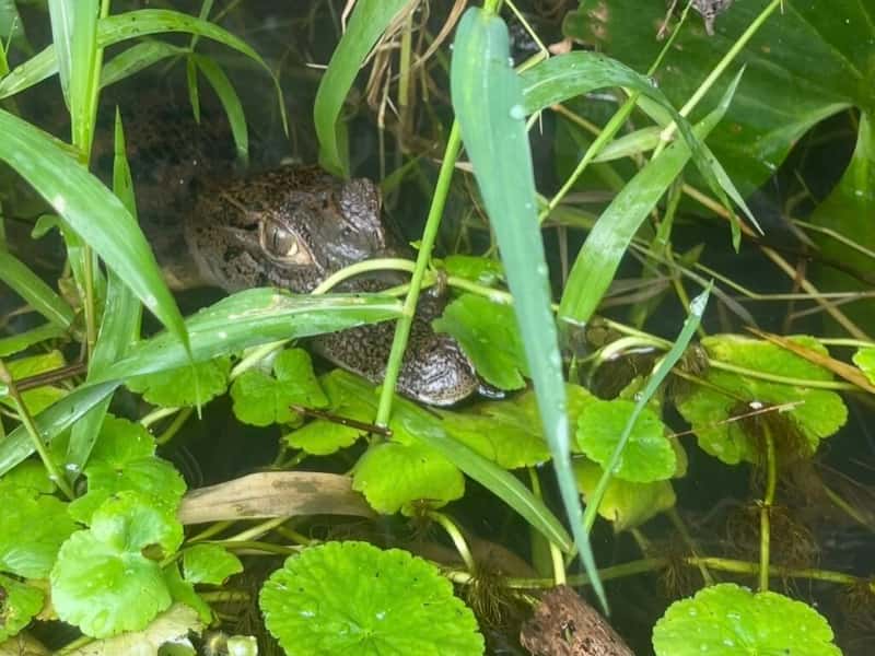 Caiman in the river