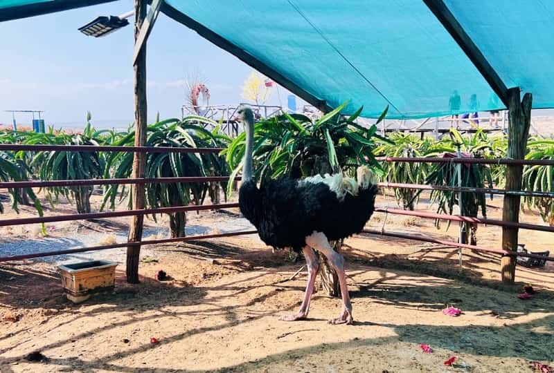 Dragon Fruit Grape Garden