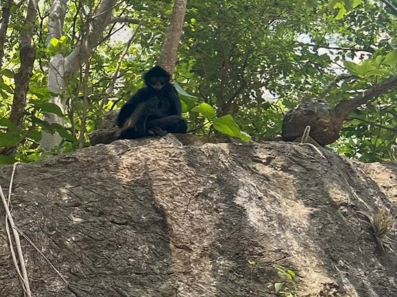 Spider monkey