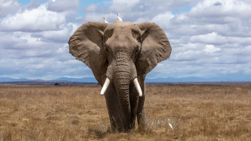 Removal of African elephants causes coextinction of dung beetles, study finds