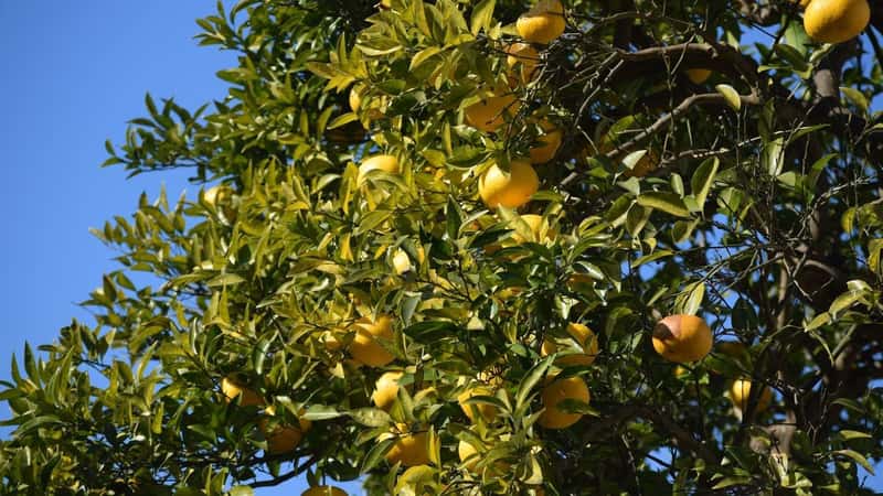 What Is Yuzu? Taste, Uses, and Where to Buy It