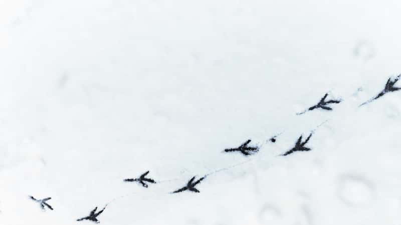 How human footsteps reshape animal tracks
