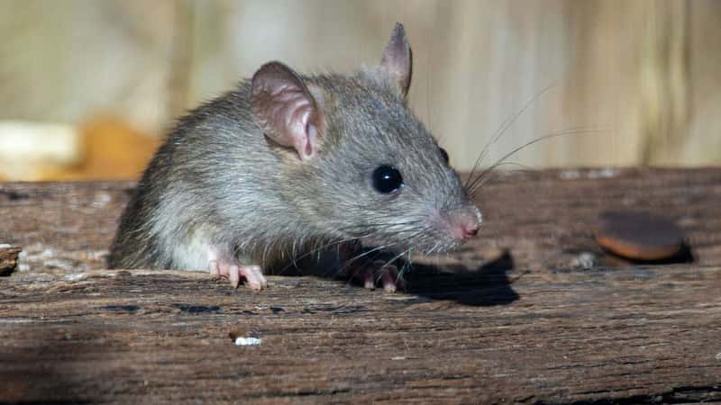 Researchers find dramatic restoration on land and sea after island rat removal